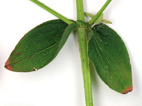 Image of Hypericum desetangsii subsp. desetangsii Lamotte