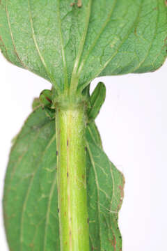 Image of Hypericum desetangsii subsp. desetangsii Lamotte