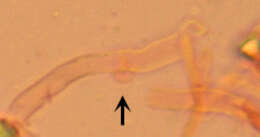 Image of Radulomyces confluens (Fr.) M. P. Christ. 1960