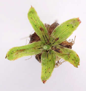 Image of Hypericum desetangsii subsp. desetangsii Lamotte