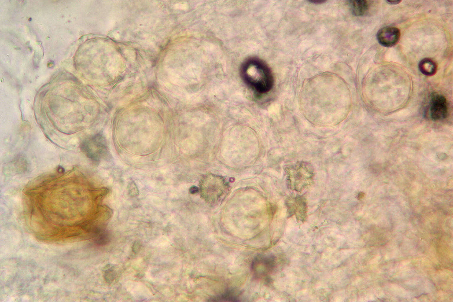 Image of Peronospora violacea