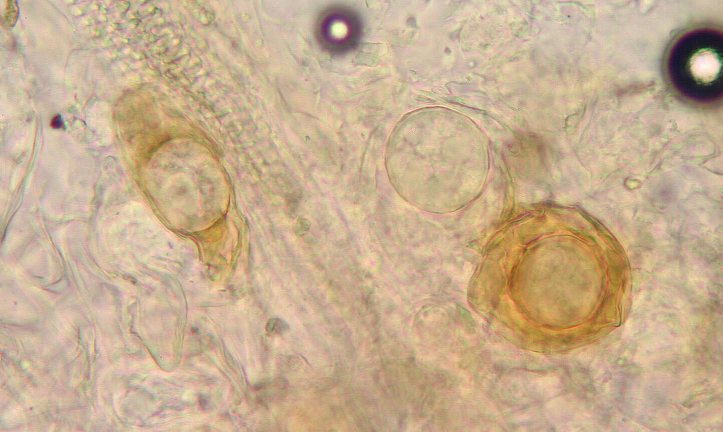 Image of Peronospora violacea