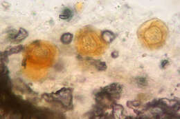 Image of Peronospora violacea