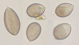 Image of Peronospora violacea