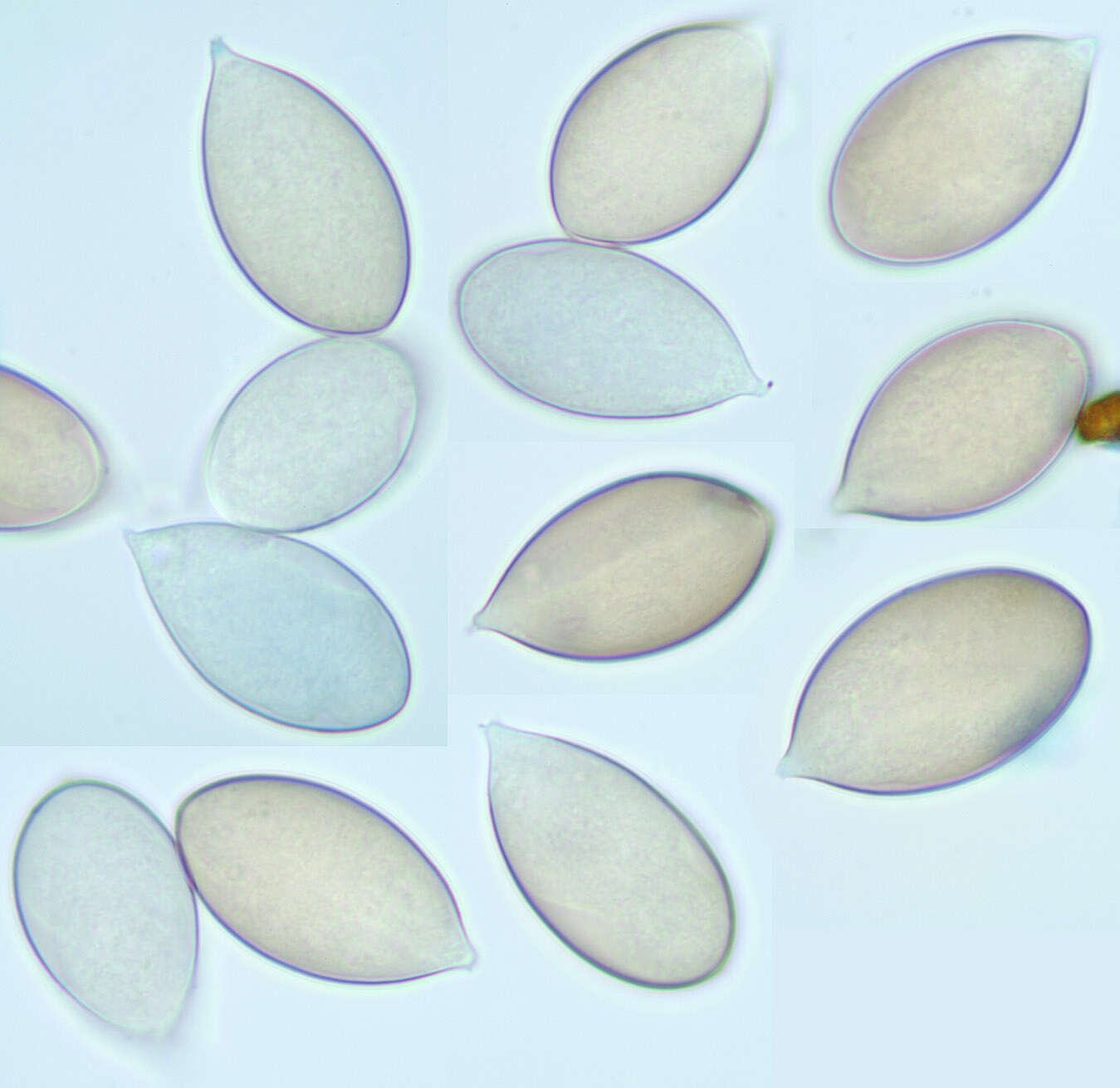 Image of Peronospora violacea