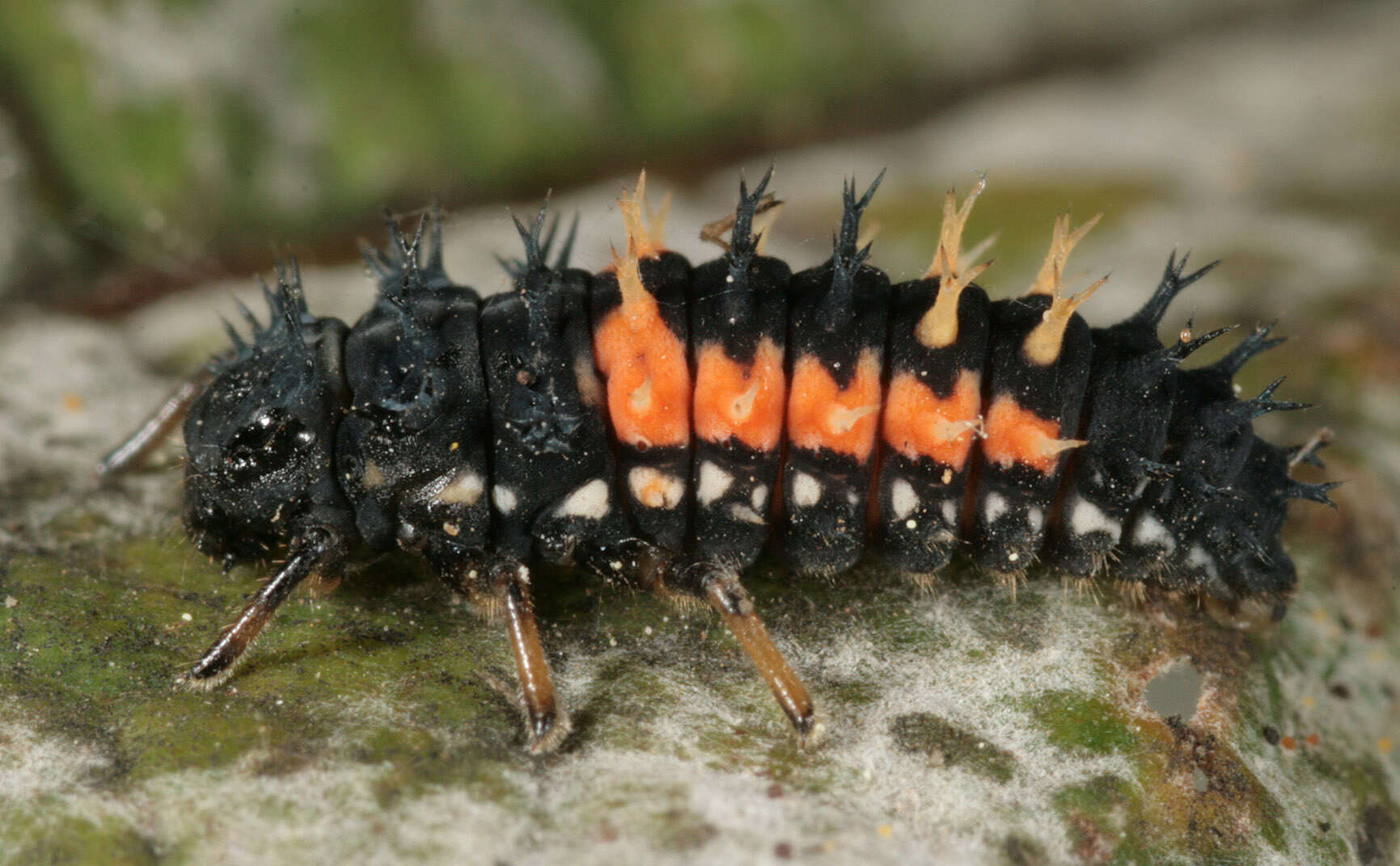 Image of Harlequin Ladybird