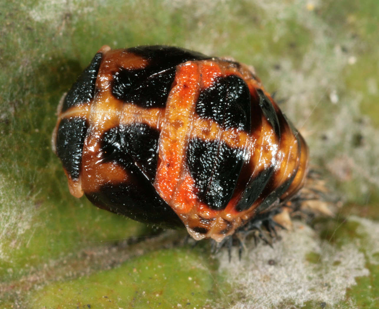 Image of Harlequin Ladybird