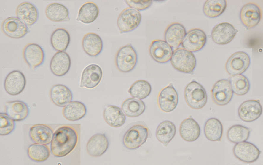 Image of Radulomyces confluens (Fr.) M. P. Christ. 1960