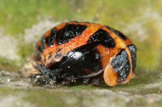 Image of Harmonia axyridis (Pallas 1773)