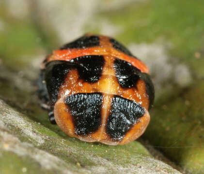 Image of Harmonia axyridis (Pallas 1773)