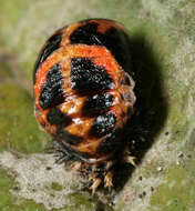 Image of Harlequin Ladybird