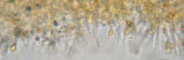 Image of Galerina vittiformis (Fr.) Singer 1950