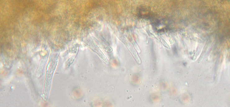 Image of Galerina vittiformis (Fr.) Singer 1950