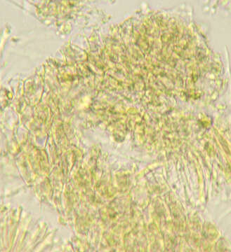 Image of Orbiliomycetes