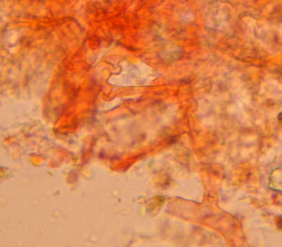 Imagem de Hypochnicium punctulatum (Cooke) J. Erikss. 1958