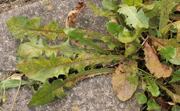 Image of Puccinia hieracii (Röhl.) H. Mart. 1817