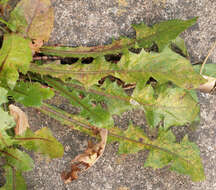 Image of Puccinia hieracii (Röhl.) H. Mart. 1817