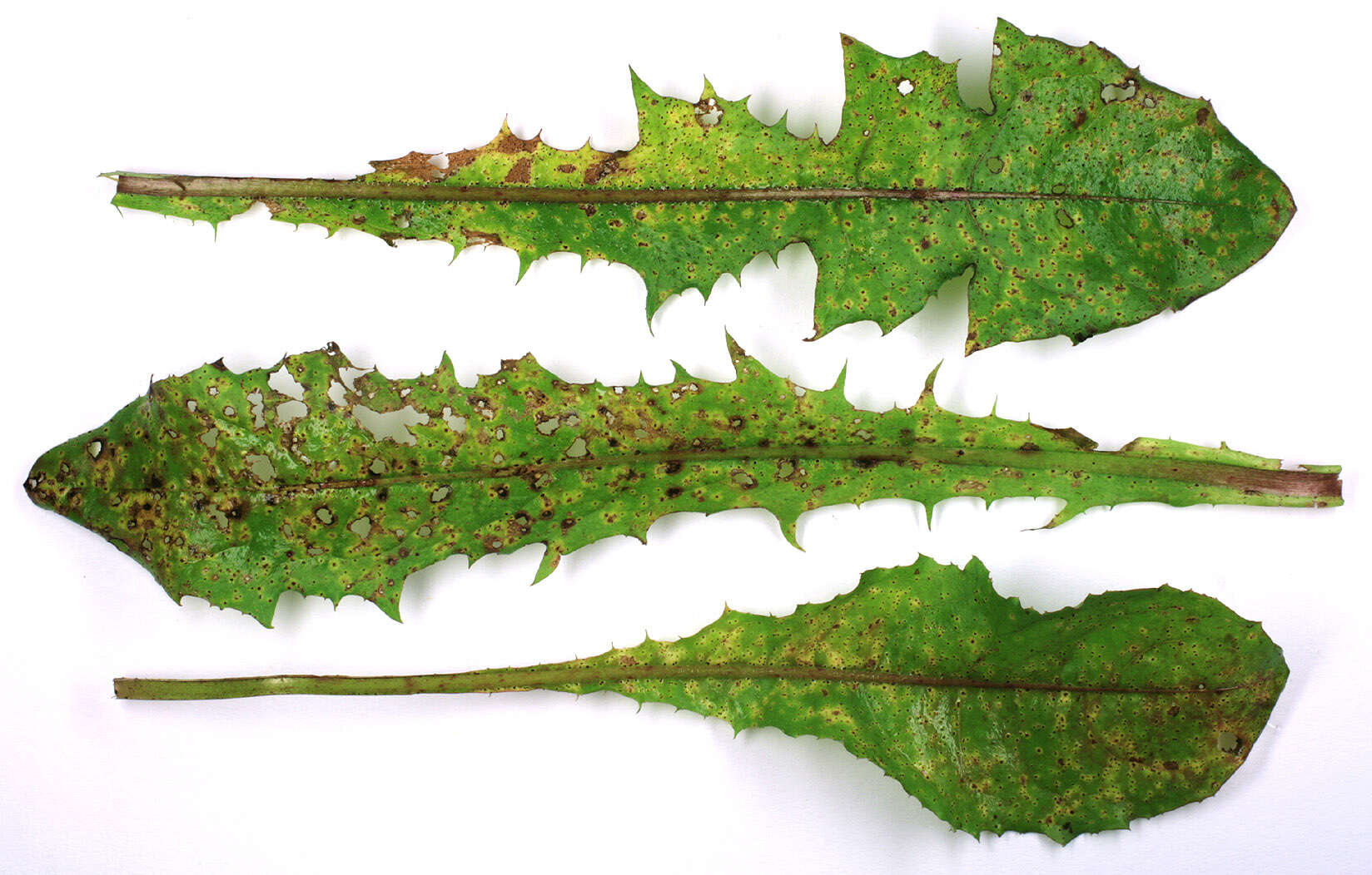 Image of Puccinia hieracii (Röhl.) H. Mart. 1817