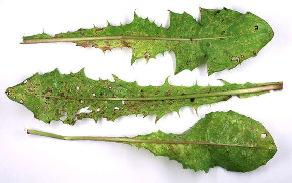 Image of Puccinia hieracii (Röhl.) H. Mart. 1817