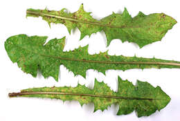 Image of Puccinia hieracii (Röhl.) H. Mart. 1817