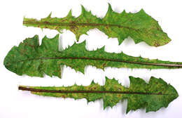 Image of Puccinia hieracii (Röhl.) H. Mart. 1817