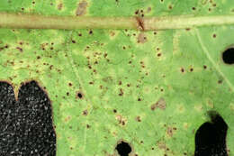 Image of Puccinia hieracii (Röhl.) H. Mart. 1817