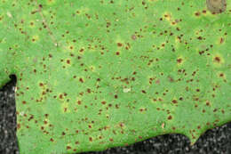 Image of Puccinia hieracii (Röhl.) H. Mart. 1817