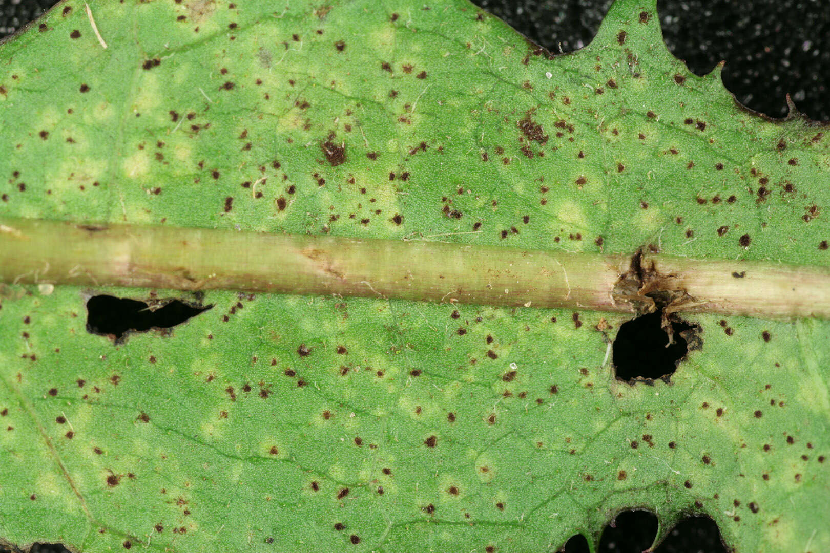 Image of Puccinia hieracii (Röhl.) H. Mart. 1817