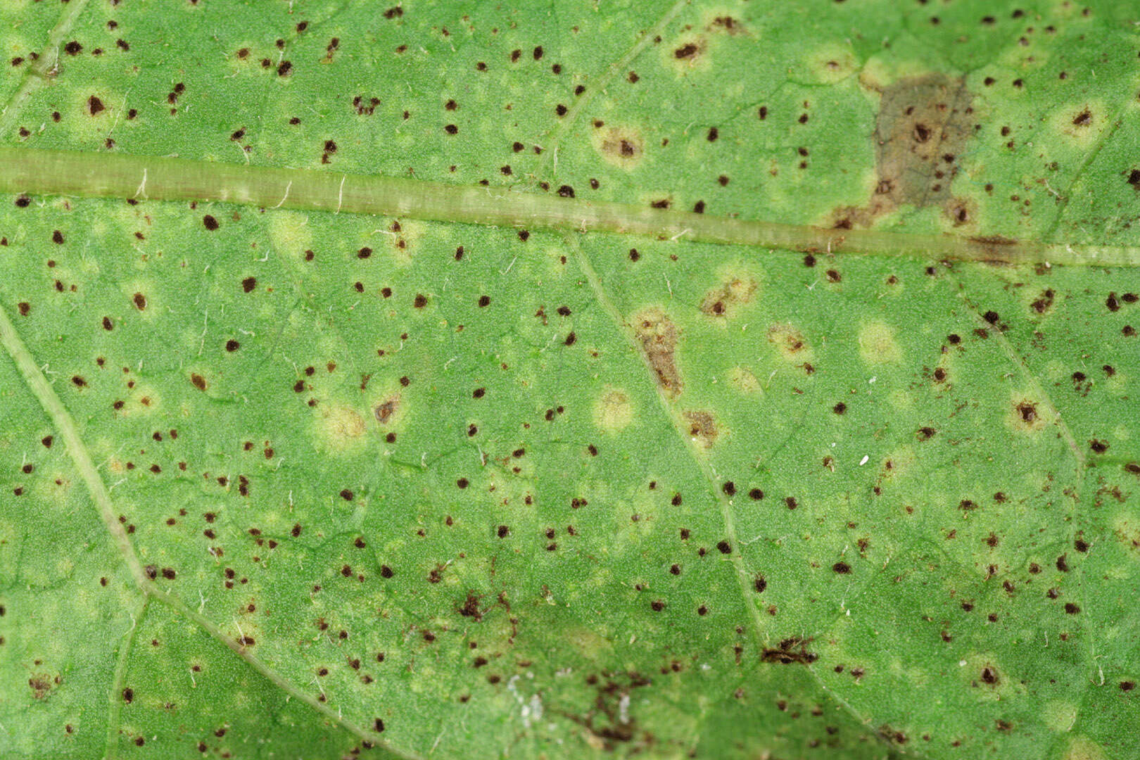 Image of Puccinia hieracii (Röhl.) H. Mart. 1817