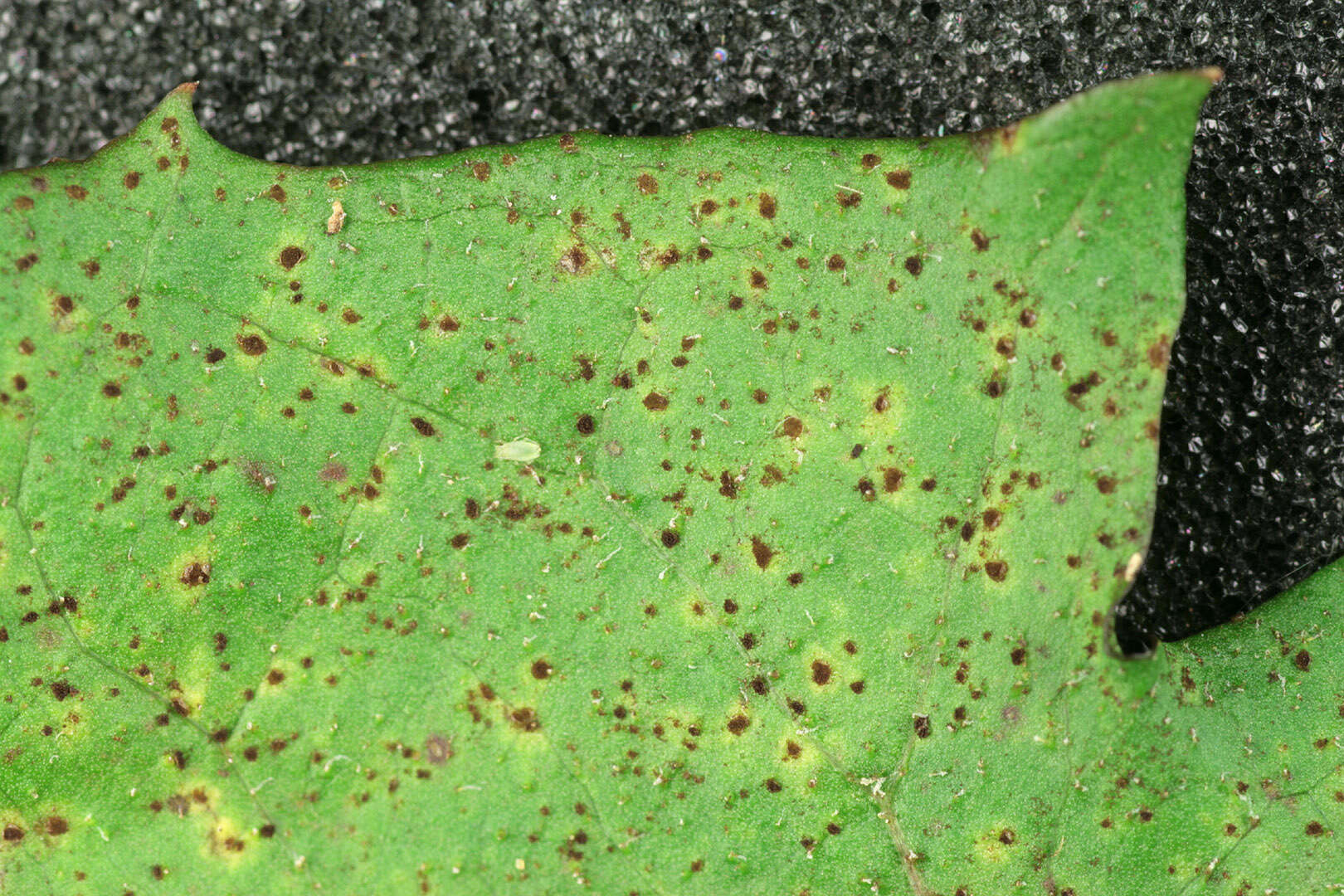 Image of Puccinia hieracii (Röhl.) H. Mart. 1817