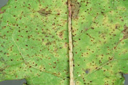 Image of Puccinia hieracii (Röhl.) H. Mart. 1817