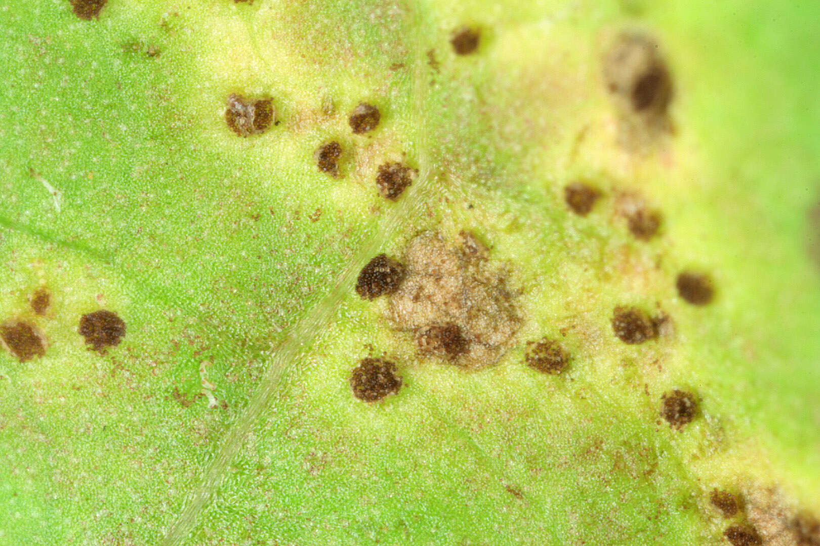 Image of Puccinia hieracii (Röhl.) H. Mart. 1817