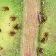 Image of Puccinia hieracii (Röhl.) H. Mart. 1817