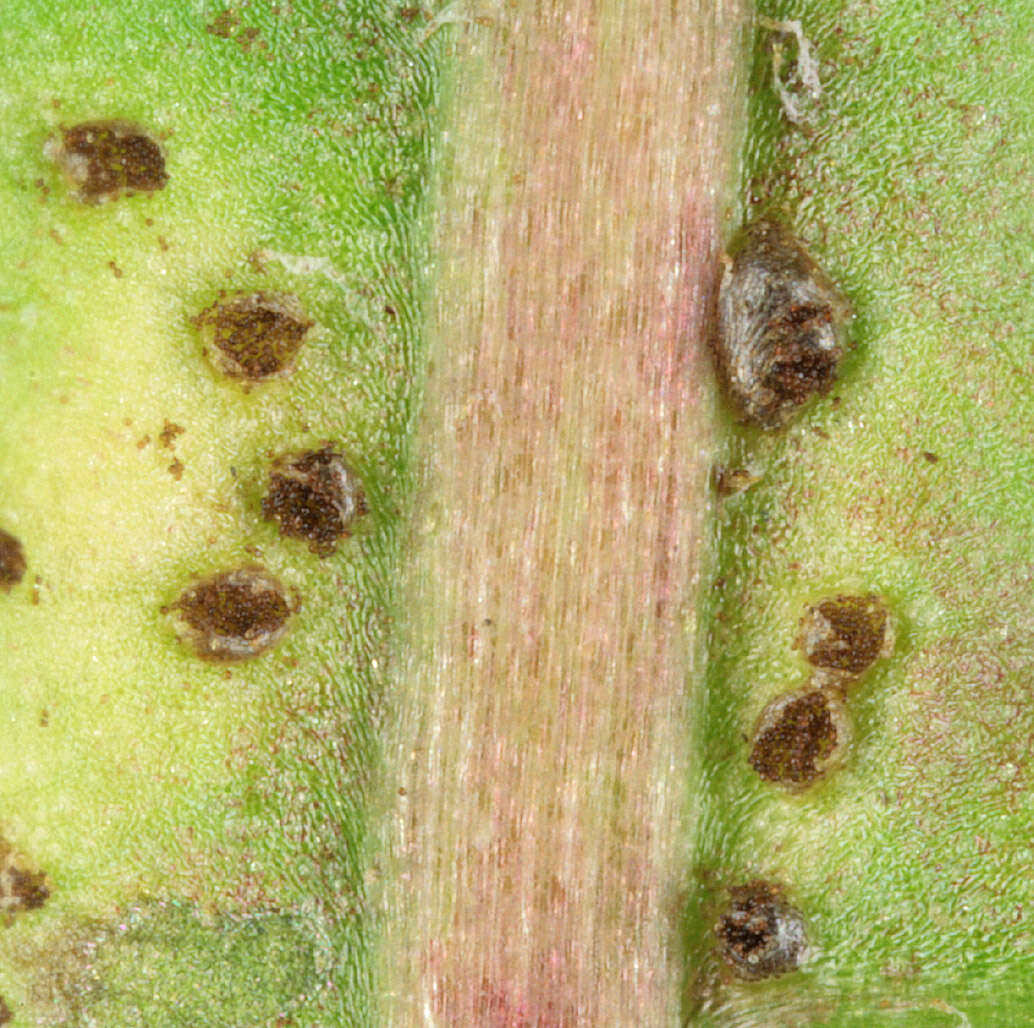 Image of Puccinia hieracii (Röhl.) H. Mart. 1817