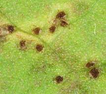 Image of Puccinia hieracii (Röhl.) H. Mart. 1817