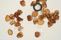 Image of Puccinia hieracii (Röhl.) H. Mart. 1817