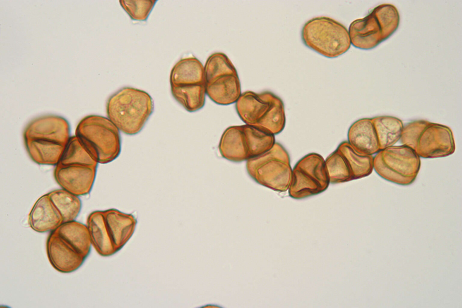 Image of Puccinia hieracii (Röhl.) H. Mart. 1817