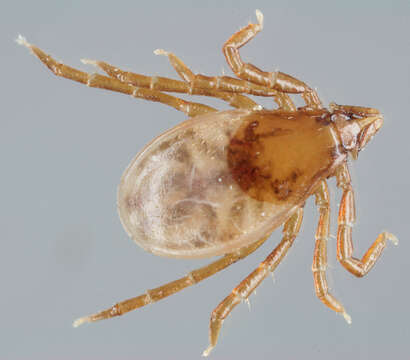 صورة Ixodes trianguliceps Birula 1895