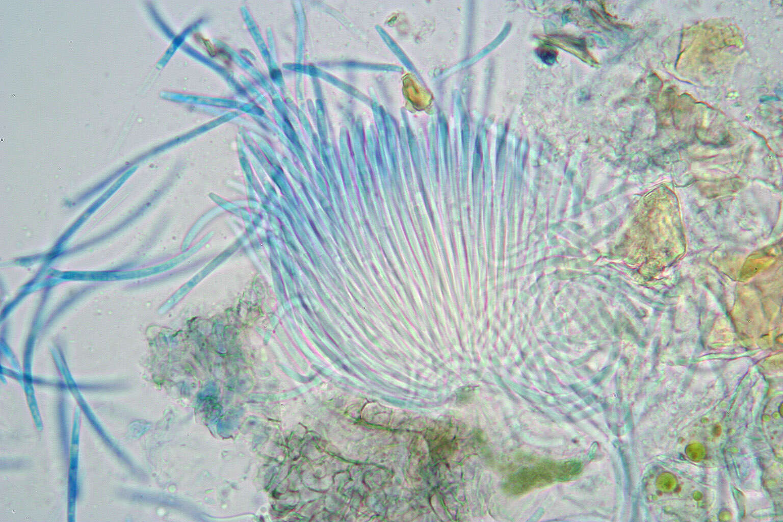 Image of Mycosphaerella podagrariae (Roth) Petr. 1921