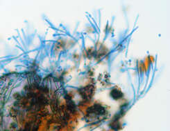 Image de Calcarisporium arbuscula Preuss 1851