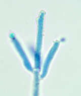 Image de Calcarisporium arbuscula Preuss 1851