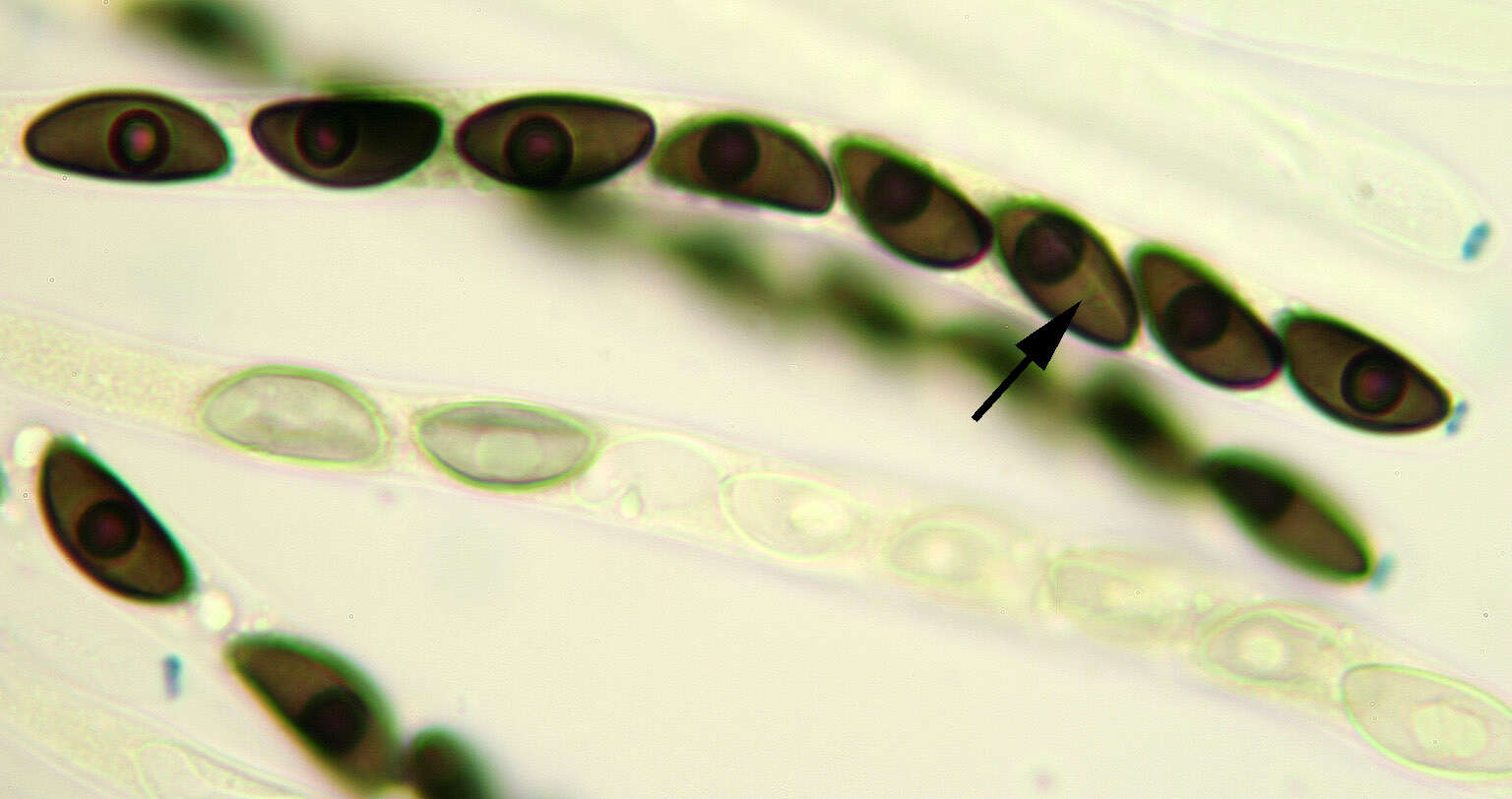 Hypoxylon fragiforme (Pers.) J. Kickx fil. 1835的圖片