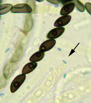 Hypoxylon fragiforme (Pers.) J. Kickx fil. 1835的圖片