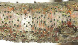 Image of Eutypella quaternata (Pers.) Rappaz 1987