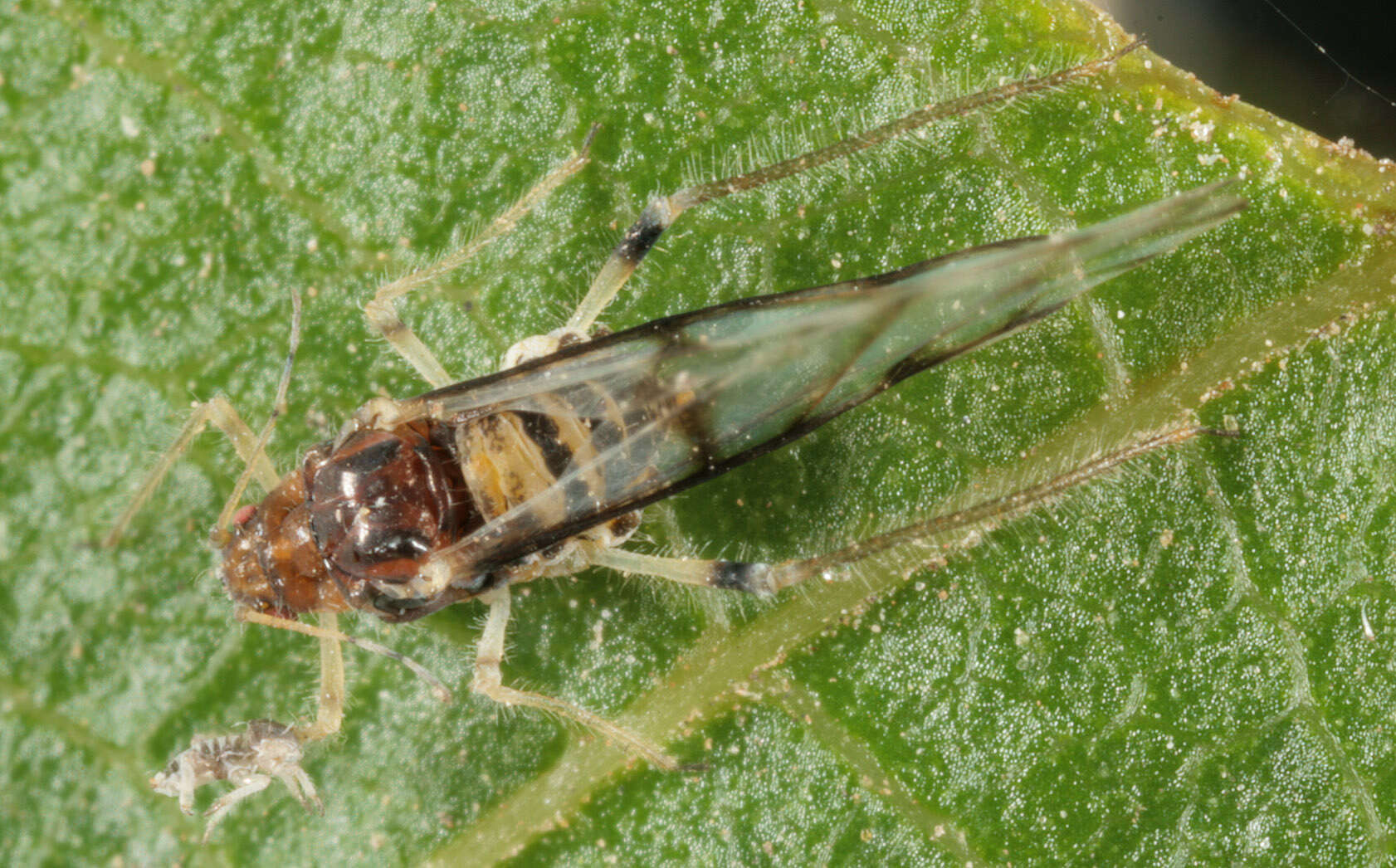 Image of Aphid