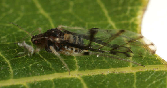 Image of Aphid