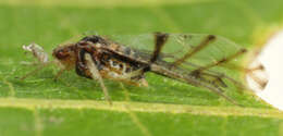 Image of Aphid