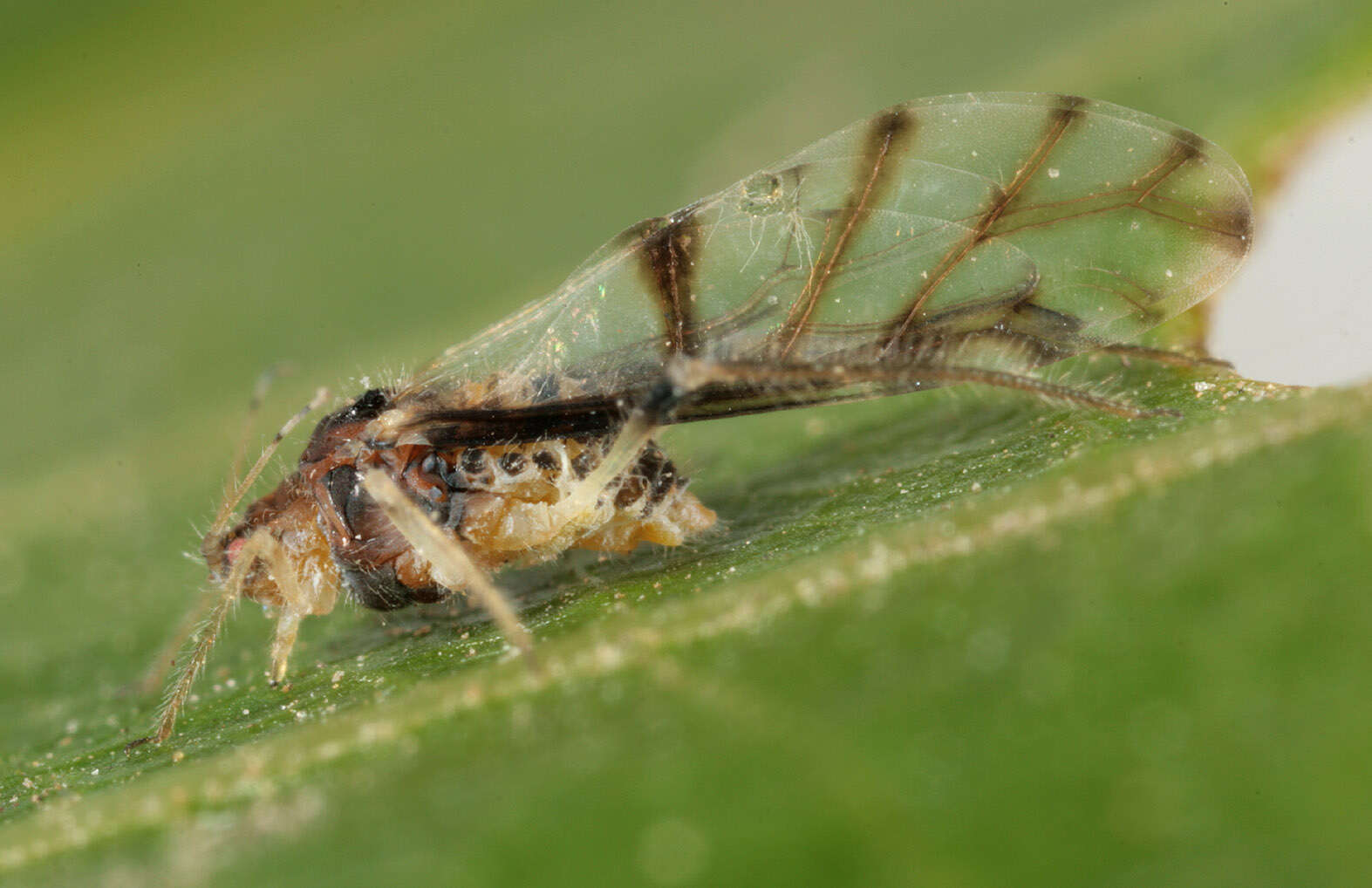 Image of Aphid