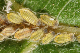 Image of Aphid