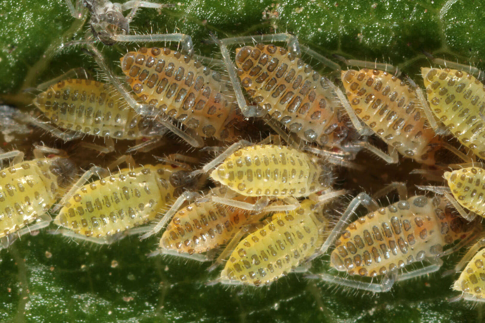 Image of Aphid